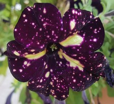 20 Samen Petunien Mystery Sky