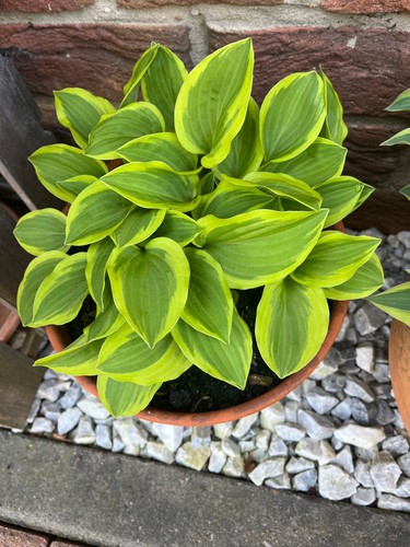 Funkien hosta ableger - funkien,