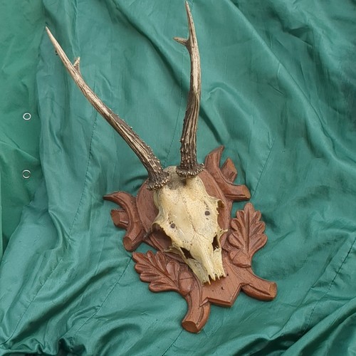 Rehbock gehörn rehgeweih - gehörn,,
