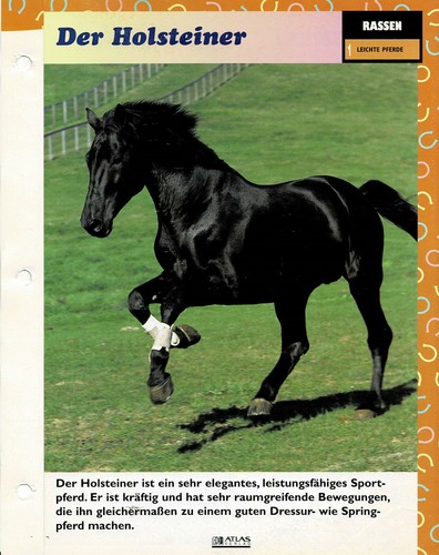 Der holsteiner leichte - der,