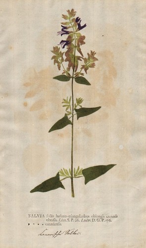 Salvia salbei flower blume - salvia,