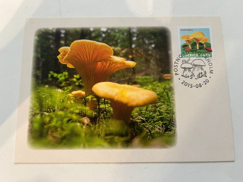 Schweden pfifferlinge - schweden,