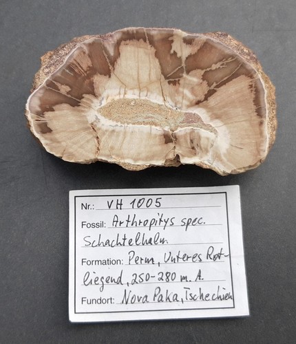 Versteinertes holz - versteinertes,