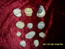 Fossilien-Versteinerte