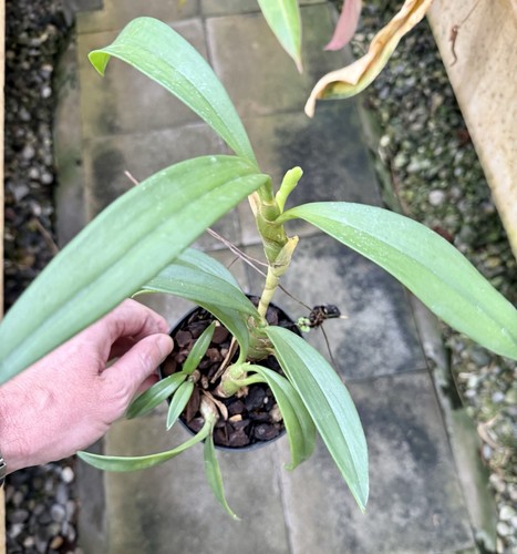 Eria ornata species - eria,