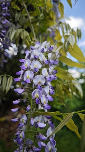 Glyzenie blauregen garten - glyzenie,