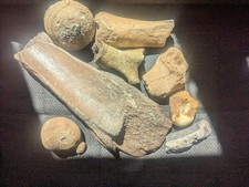 Gemischter lot Knochen / Stein Fossilien Großes Mammut Fragment Und Weitere  