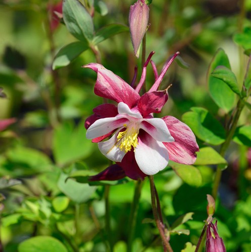 Akelei rotstern aquilegia - rotstern,