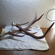 2 Alte Geweihstangen