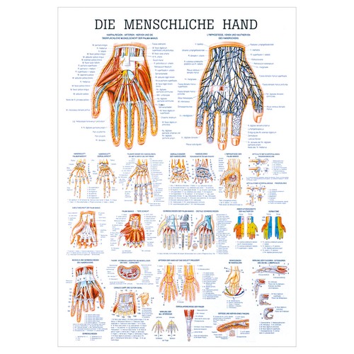 Die hand lehrtafel anatomie - hand,