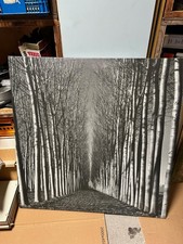 Ikea bild birkenallee - bild,