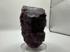 Rubin Schwimmer Mysore Indien