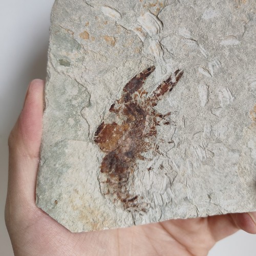 Fossiler krebs urzeitgarnele - krebs,