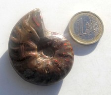 Ammonit aus madagaskar fossil - ammonit,