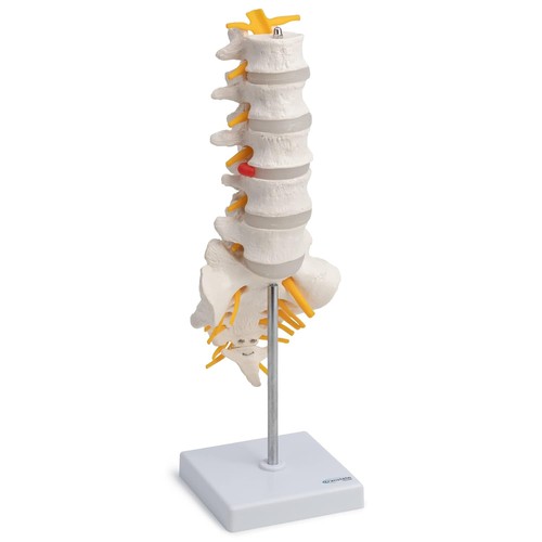 Lendenwirbelsäule anatomie - lendenwirbelsäule,
