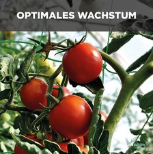Tomaten Pflanzennetz Ranknetz