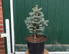 Blautanne - Zwerg-Korktanne -