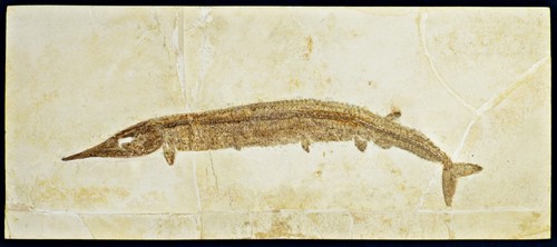 Schnabelfisch 38cm