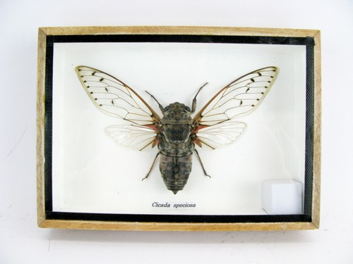 Cicada speciosa echtes - cicada,
