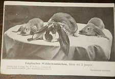 51041 AK Englische Widderkaninchen Häsin mit 2 Jungen 