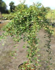 Zwergmispel Cotoneaster Salicifolius Gnom Hochstamm 80 - 100 cm Mispel