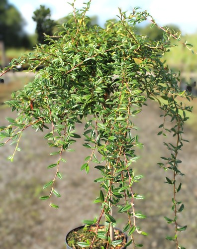 Zwergmispel cotoneaster - zwergmispel,
