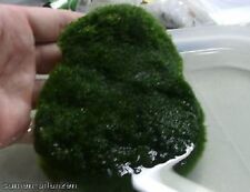 Grasmatte Aquariumdeko Deko