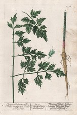 Cicuta Viennensis Schierling cowbane Blackwell Kräuterbuch Kupferstich