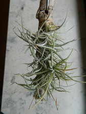 Tillandsia recurvata Bromelie