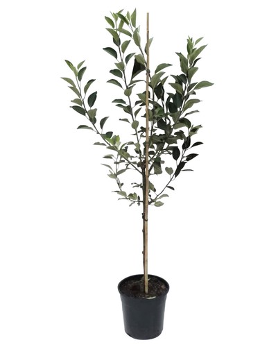 Apfelbaum weißer klarapfel - apfelbaum,