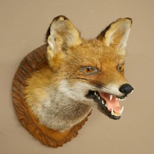 Fuchskopf Rotfuchs Fuchs Kopf