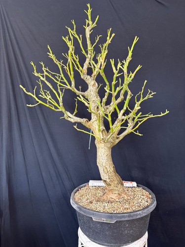 Sommerlinde linde bonsai - sommerlinde,