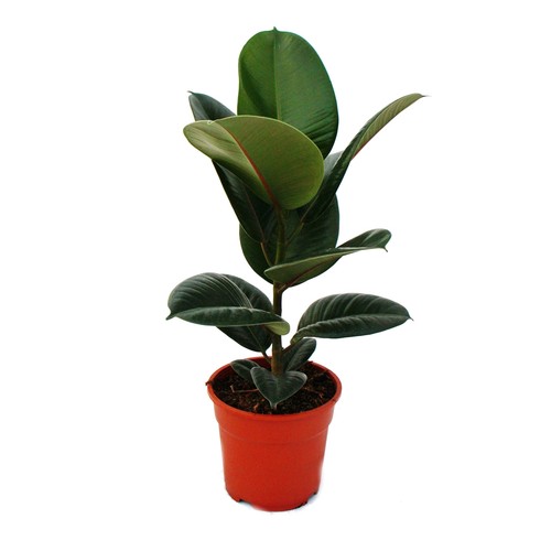 Exotenherz gummibaum ficus - exotenherz,