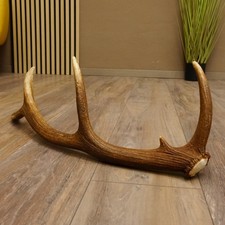 Rothirsch Stange 10 ender Gewicht 0,83 kg L 67 cm Hirsch Abwurfstange 71.1.189