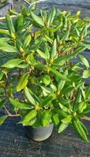 Rhododendron sp.   im 10 Liter