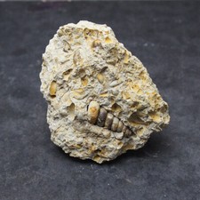 180gr. Gastropod Granulolabium