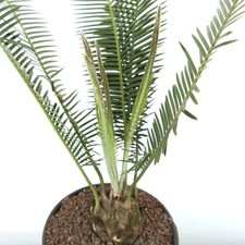 Dioon edule Jacala Form