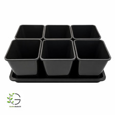 Pflanzen Anzucht-Set aus 6