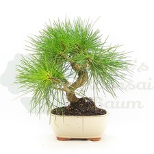 BONSAI Japanische Schwarzkiefer 'Pinus thunbergii' Winterhart & Pflegeleicht