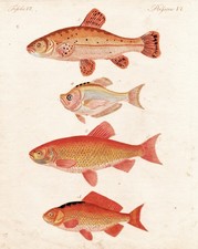 Gulfische goldfishes Aland