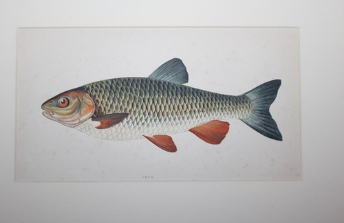 C1895 chub chromolithograph - c1895,