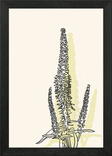 Culvers Root Gerahmtes