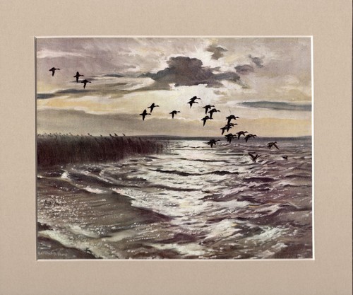 Peter scott taubenausstieg - peter,