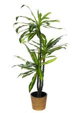 2 Stück  !!XXL Drachenbaum