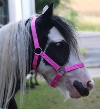 SHETLAND PONY o MiniShetty