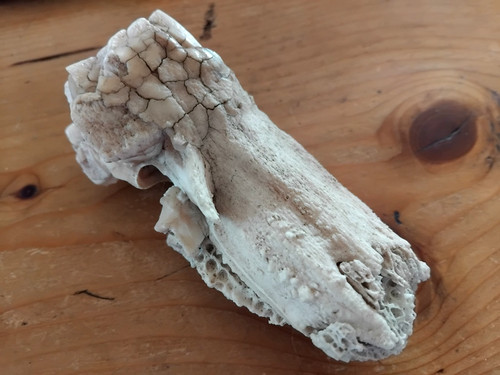 Fossil urzeit eiszeit - urzeit,