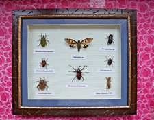 BLACK FRIDAY! Käfer-Sammlung