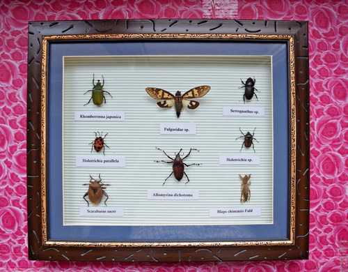 Käfer sammlung schaukästen - käfer-sammlung.,
