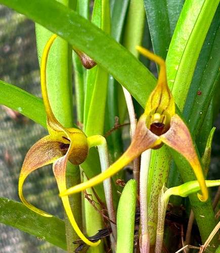 Masdevallia species wood - masdevallia, ´wood