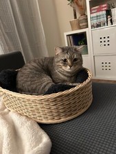 Körbchen/ Bettchen für Katzen oder Hunde; handgemacht; geflochten